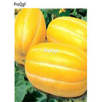 19usd Ngryise 3000Pcs A Set gold huangjin melon Cucumis melo seed