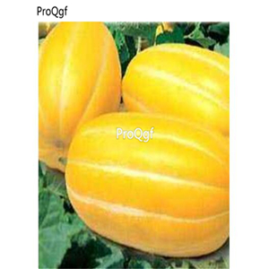 19usd Ngryise 3000Pcs A Set gold huangjin melon Cucumis melo seed