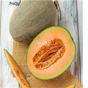 19usd Ngryise 3000Pcs A Set west country melon Cucumis melo seed