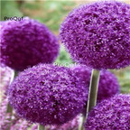 15usd Ngryise 5Pcs A Set Allium giganteum bulb