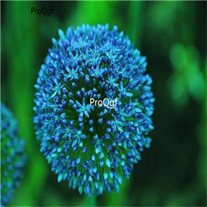 15usd Ngryise 5Pcs A Set Allium giganteum bulb