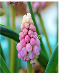15usd Ngryise 5Pcs A Set Muscari botryoides fengxinzi bulb