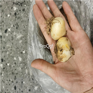 15usd Ngryise 5Pcs A Set Muscari botryoides fengxinzi bulb