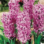 15usd Ngryise 5Pcs A Set Hyacinthus orientalis bulb