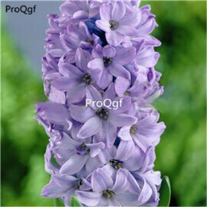 15usd Ngryise 5Pcs A Set Hyacinthus orientalis bulb