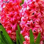15usd hot Ngryise 5Pcs A Set Hyacinthus orientalis bulb