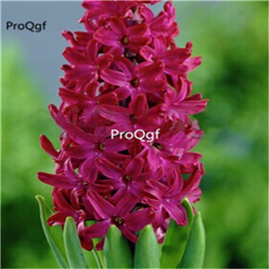 15usd hot Ngryise 5Pcs A Set Hyacinthus orientalis bulb