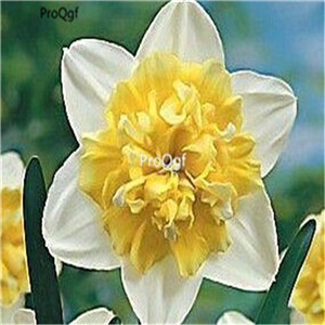 15usd Ngryise 5Pcs A Set Narcissus bulb