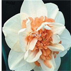 15usd sweet Ngryise 5Pcs A Set Narcissus bulb