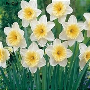 15usd sweet Ngryise 5Pcs A Set Narcissus bulb