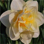 15usd dear Ngryise 5Pcs A Set Narcissus bulb