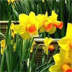 15usd dear Ngryise 5Pcs A Set Narcissus bulb