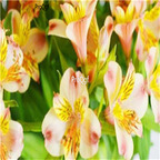 5usd Ngryise 10Pcs a set Alstroemeria aurea bulb