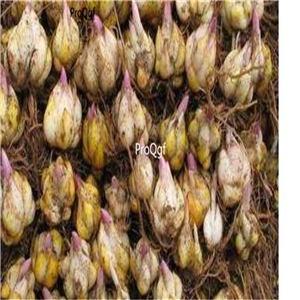 5usd Ngryise 10Pcs a set Alstroemeria aurea bulb