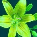 5usd Ngryise 10Pcs A Set  Lilium casa blanca bulb