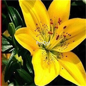 5usd Ngryise 10Pcs A Set  Lilium casa blanca bulb
