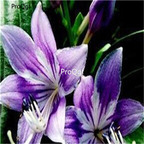 5usd sweet Ngryise 10Pcs A Set  Lilium casa blanca bulb