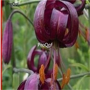 5usd sweet Ngryise 10Pcs A Set  Lilium casa blanca bulb