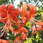 5usd kawaii Ngryise 10Pcs A Set  Lilium casa blanca bulb