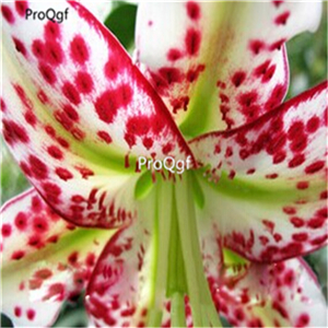 5usd kawaii Ngryise 10Pcs A Set  Lilium casa blanca bulb