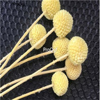 19usd Ngryise 8000Pcs a set Craspedia globosa heixinju seed