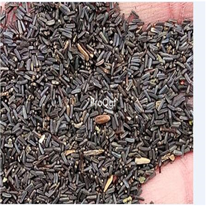 19usd Ngryise 8000Pcs a set Craspedia globosa heixinju seed