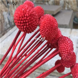 19usd hot Ngryise 8000Pcs a set Craspedia globosa heixinju seed