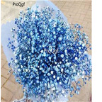 19usd Ngryise 8000Pcs A Set Gypsophila paniculata seed