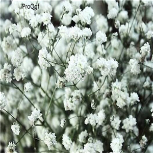19usd Ngryise 8000Pcs A Set Gypsophila paniculata seed
