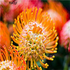 19usd Ngryise 500Pcs a set Leucospermum seed