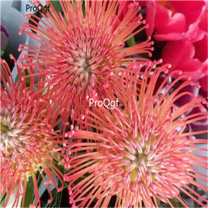 19usd Ngryise 500Pcs a set Leucospermum seed