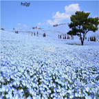 19usd Ngryise 8000Pcs A Set baby blue eyes  Nemophila menziesii zhenzhumei seed