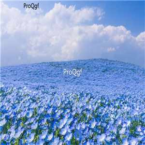 19usd Ngryise 8000Pcs A Set baby blue eyes  Nemophila menziesii zhenzhumei seed