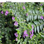 19usd Ngryise 8000Pcs A Set Cuphea ignea dingxiang seed