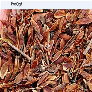 19usd Ngryise 8000Pcs A Set Cuphea ignea dingxiang seed
