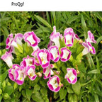 19usd Ngryise 500Pcs A Set Lathyrus odoratus  seed