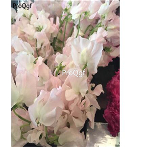 19usd Ngryise 500Pcs A Set Lathyrus odoratus  seed