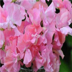 19usd hot Ngryise 500Pcs A Set Lathyrus odoratus  seed