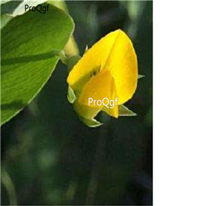 19usd hot Ngryise 500Pcs A Set Lathyrus odoratus  seed