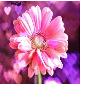 19usd hot Ngryise 8000Pcs A Set Gerbera jamesonii seed
