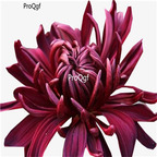 19usd Ngryise 8000Pcs A Set Dendranthema morifolium Black Chrysanthemum seed