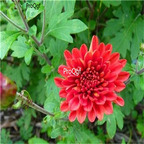 19usd Ngryise 8000Pcs A Set dwarf four season chrysanthemum heixinju seed