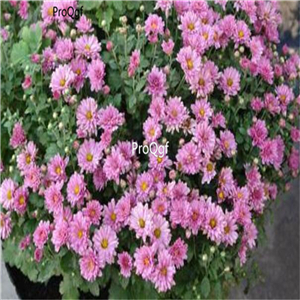 19usd Ngryise 8000Pcs A Set dwarf four season chrysanthemum heixinju seed