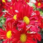 19usd Ngryise 8000Pcs A Set red chrysanthemum seed