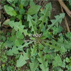 19usd Ngryise 9000Pcs A Set   Taraxacum brassicaefolium seed