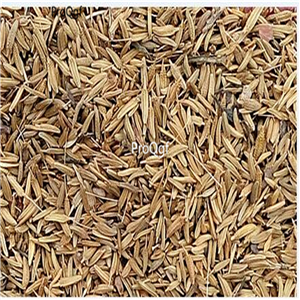 19usd Ngryise 9000Pcs A Set   Taraxacum brassicaefolium seed