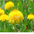 19usd Ngryise 9000Pcs A Set  Taraxacum officinale seed