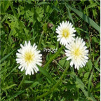 19usd Ngryise 9000Pcs A Set  Taraxacum pseudo- albidum  seed