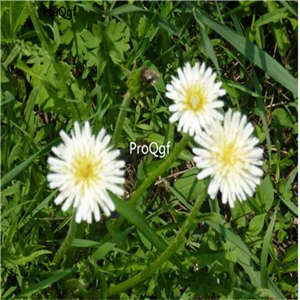 19usd Ngryise 9000Pcs A Set  Taraxacum pseudo- albidum  seed