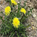 19usd Ngryise 9000Pcs A Set  Taraxacum dissectum seed